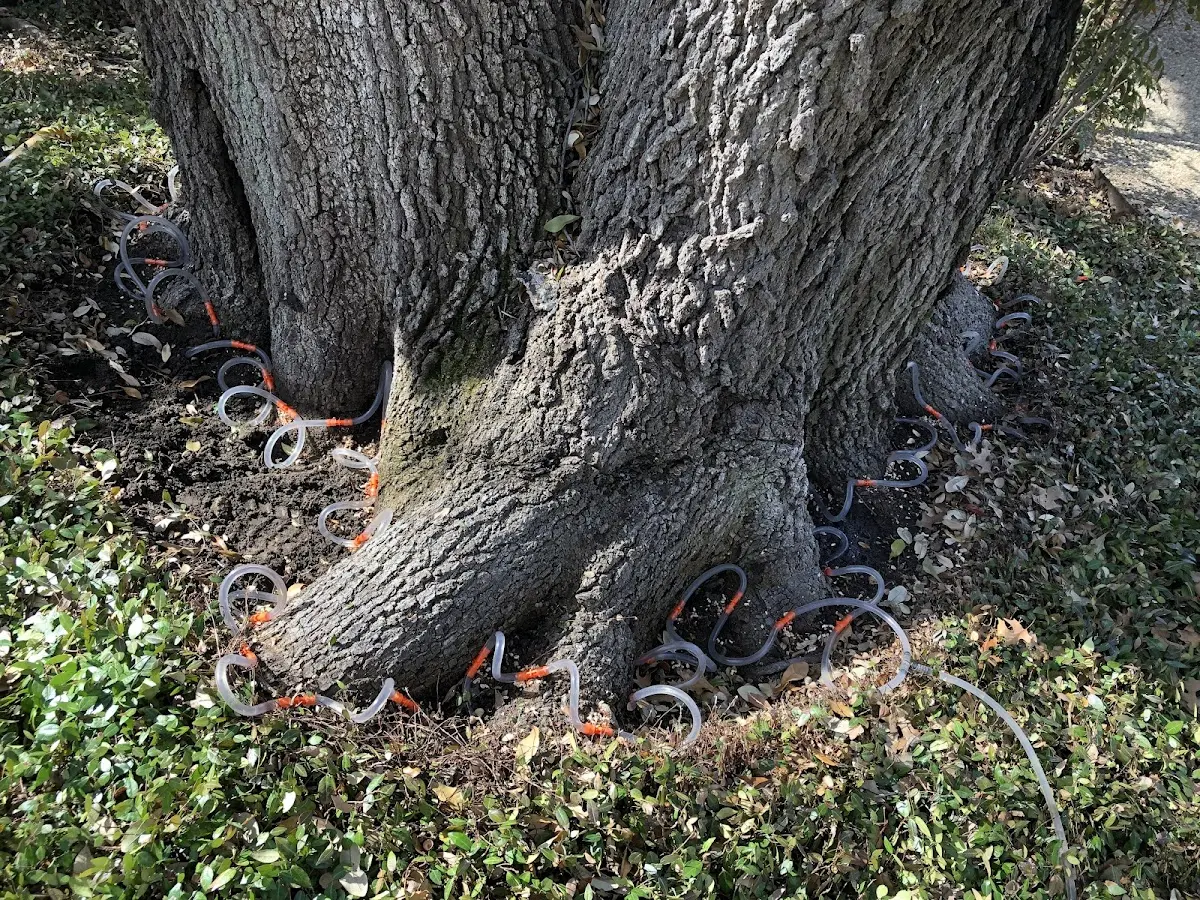 Detailed Tree Cabling and Bracing job site in Raceland