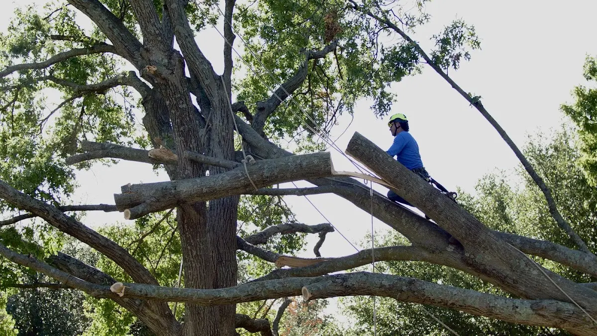 Professional Crown Thinning performed by certified arborists in Raceland